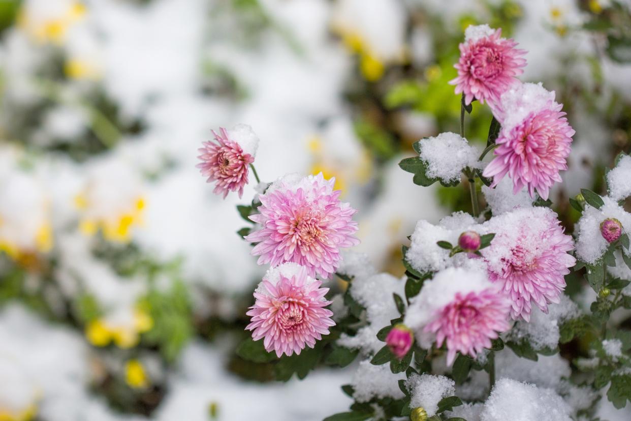 冬季花园：如何在雪季中依然享受园艺乐趣