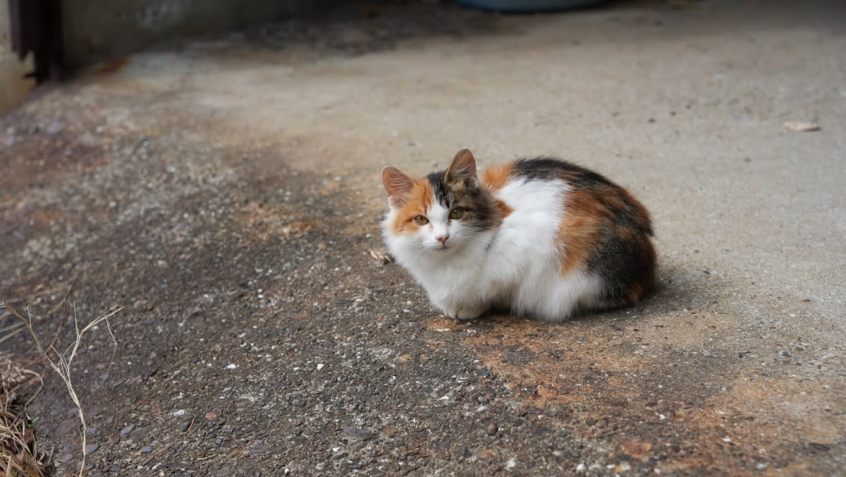 一只流浪猫的故事：缘分天注定，爱让生命重获新生