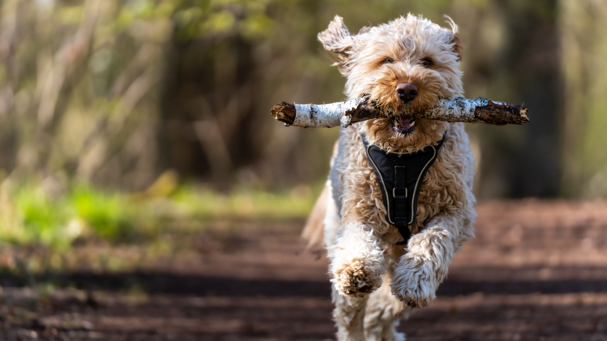 狗狗遛主人？金毛犬叼着牵引绳“散步”引热议