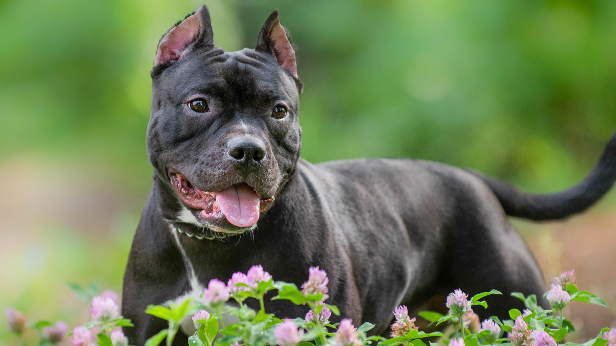 老犬新欢：一只老狗如何治愈了比特犬的孤独