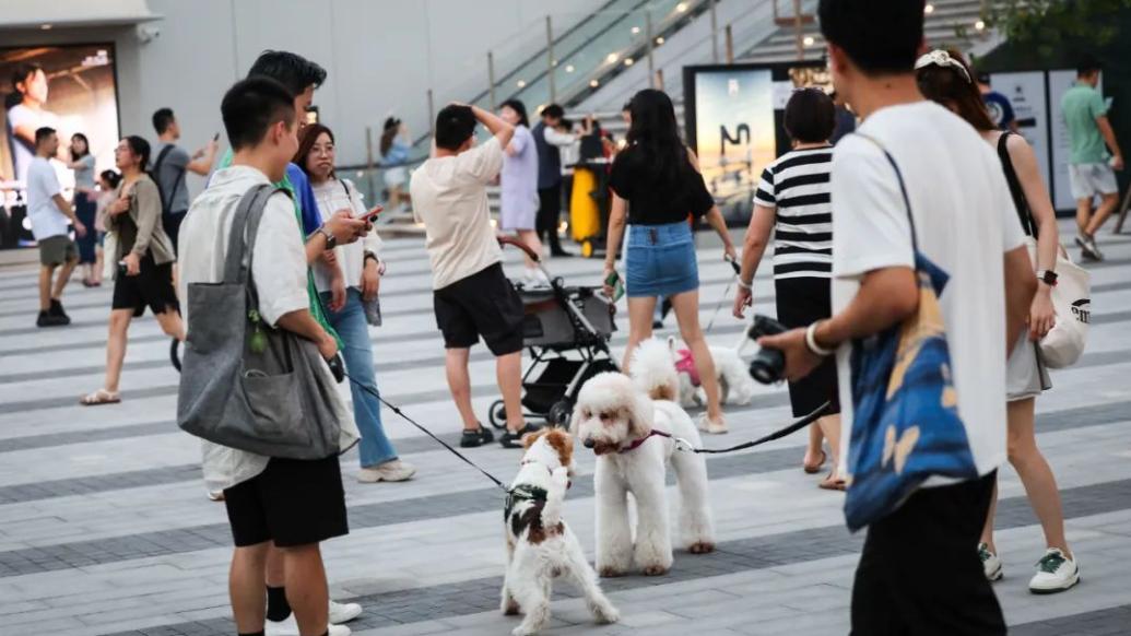 宠物数超婴儿：社会转型的隐忧与反思