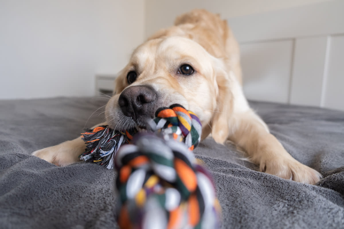 金毛寻回犬与电子玩具：一场有趣的互动