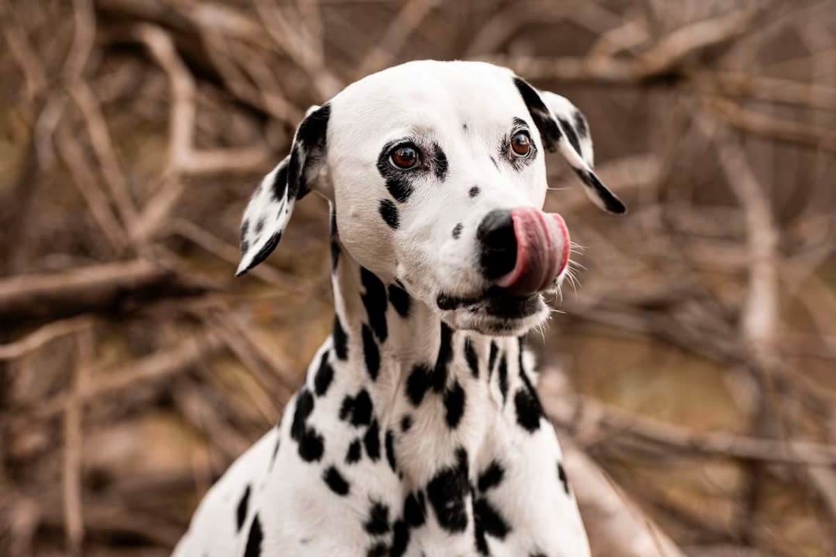 聪明达尔马提亚犬Tucker蹭饭记：邻居家的晚餐，它竟如此轻车熟路！