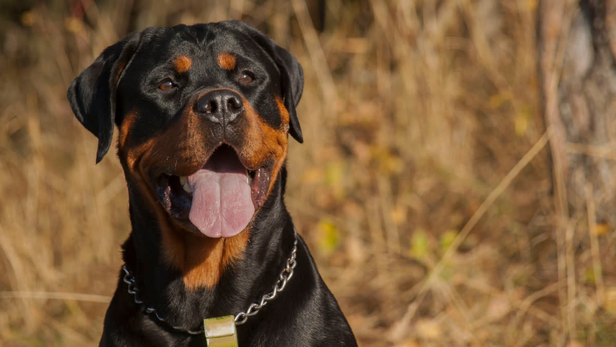 一只叫Roberto的罗威纳犬在兽医诊所度过了一个愉快的“睡衣派对”