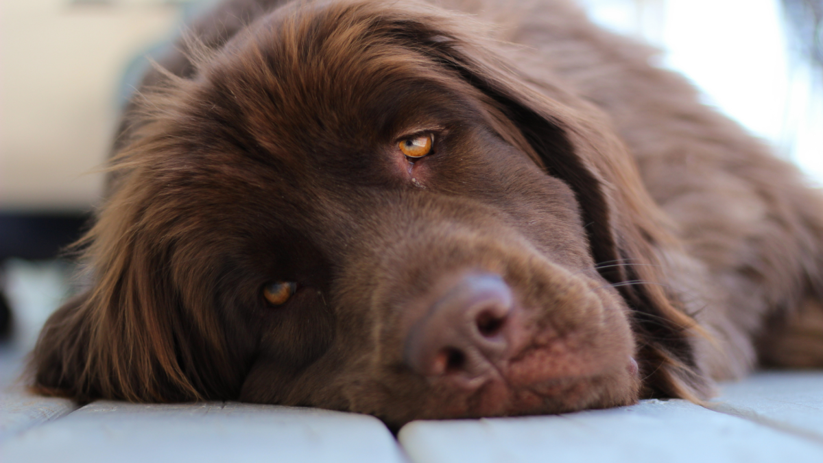 纽芬兰犬可可的厨房午睡：狗狗睡眠的那些事儿