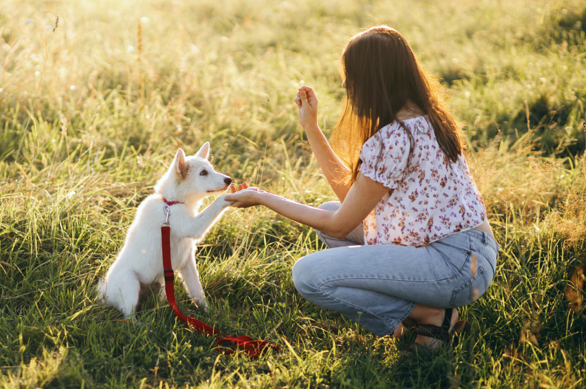 如何应对攻击性幼犬？