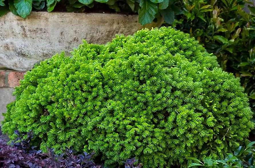 龙王子金叶金钱松：低维护型常绿植物的完美选择