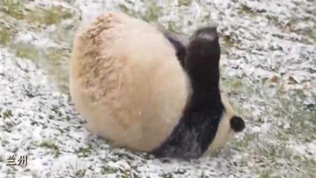 雪中熊猫乐翻天：滚雪打盹尽情欢