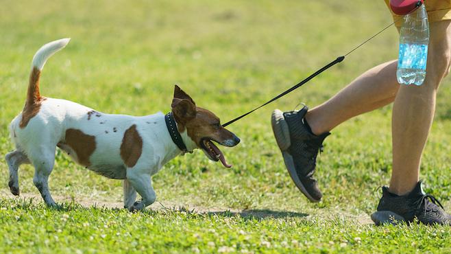 居民被自家狗咬伤患狂犬病死亡，引发对狂犬病防控的关注