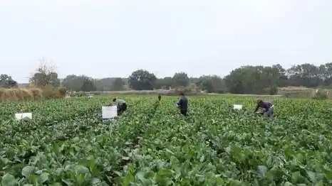 寒潮来袭，各地多举措保障蔬菜稳产保供