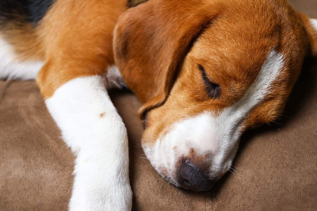 一只小猎犬和一只小猎犬的奇妙睡姿：温馨的“勺子”姿势