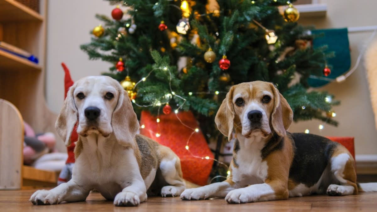 圣诞树装扮引争议：比格犬兄妹的不情愿节日