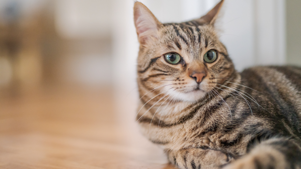 流浪猫变身护卫队：猫咪守护老犬的温馨故事