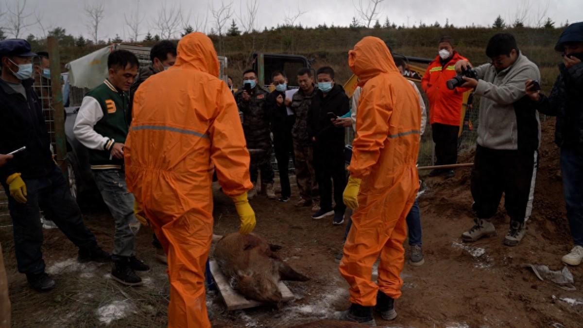 西吉野猪围猎仅完成不足四成，入不敷出困境待解