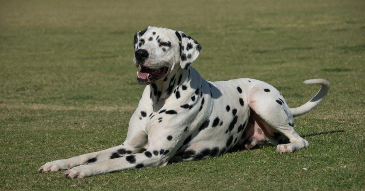 达尔马提亚犬：斑点背后的忠诚与活力