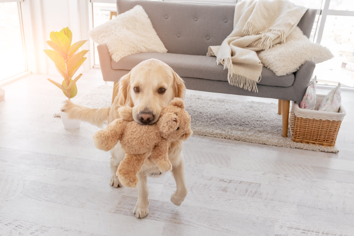 宠物狗假孕：金毛犬Aubrey的经历及假孕的成因与治疗