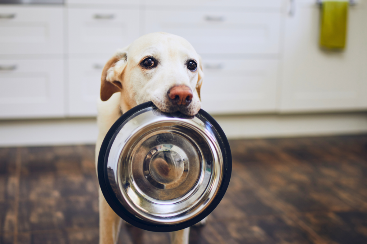 犬癌症治疗新探索：伊维菌素的潜在应用及局限性