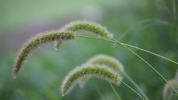 狗尾巴草点痣？专家提醒：风险大且无科学依据