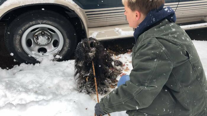 冻僵街头，身上积雪达6磅！流浪犬“朝圣者”重获新生