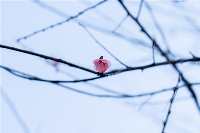 今冬杭州超山赏梅迎春 第一批梅花盛开