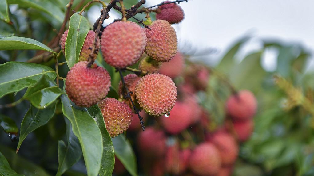 海南严查农产品质量：芹菜荔枝农残超标