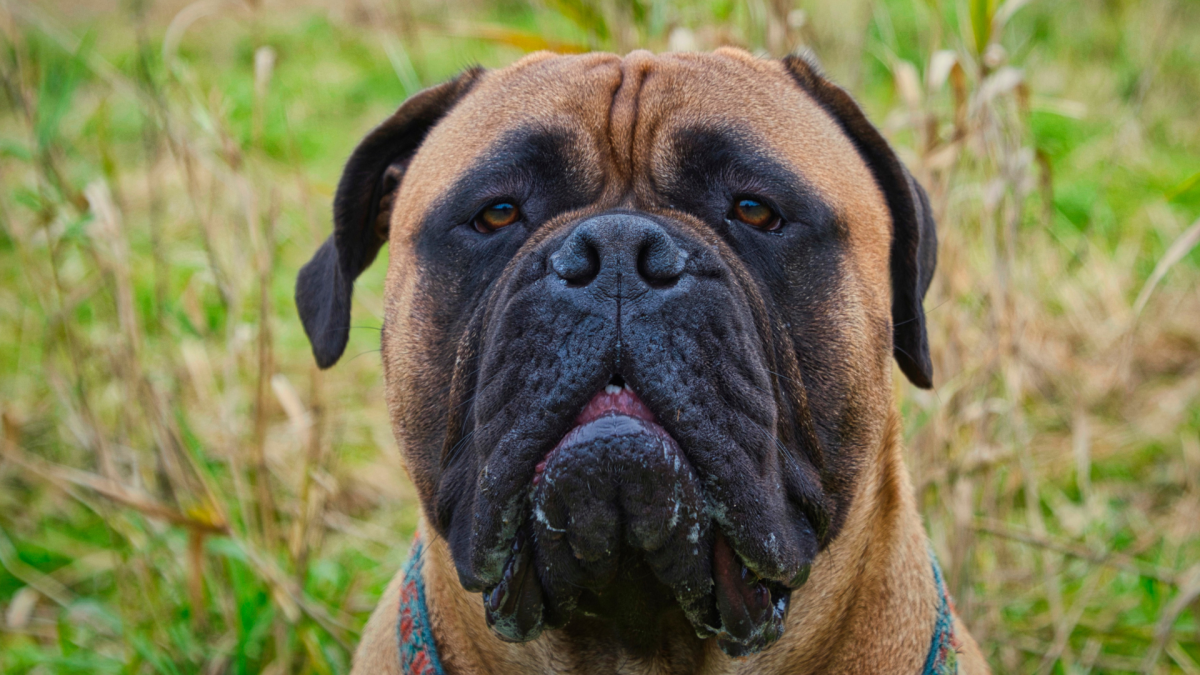 巨型犬与圣诞怪杰的爆笑合影：憨态可掬的牛头梗Ravioli火爆网络