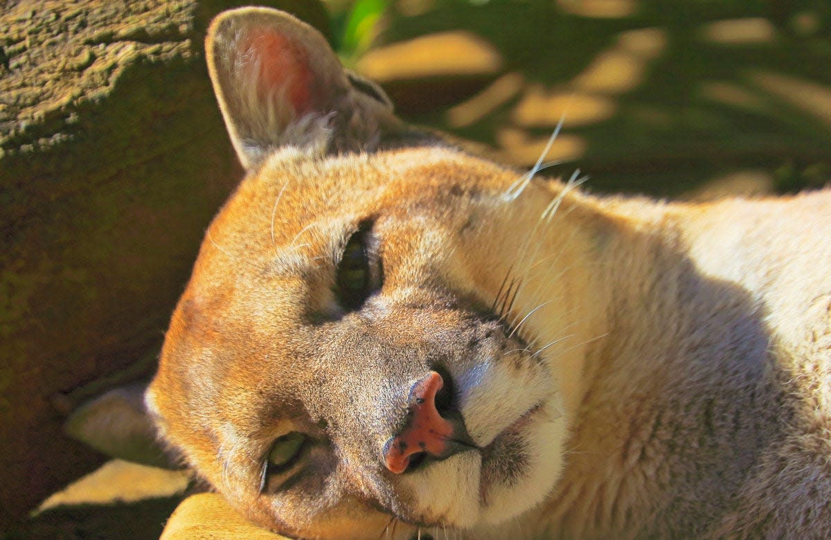 禽流感在美国蔓延：宠物猫和动物园动物死亡，专家建议避免饮用生奶