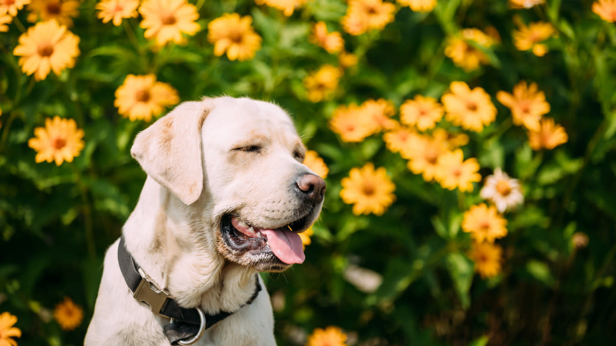 单眼拉布拉多犬Diamond成为疗愈犬，温暖养老院居民心房