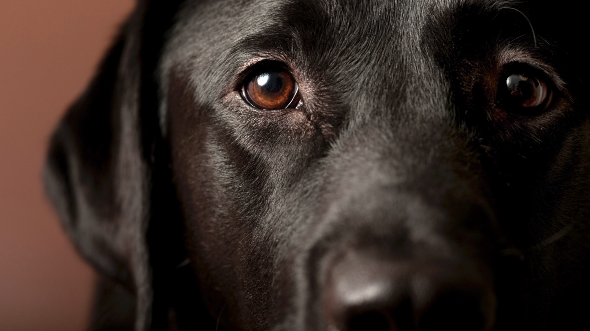 黑拉布拉多犬Sully与新猫咪朋友的暖心见面：耐心与预先准备是关键