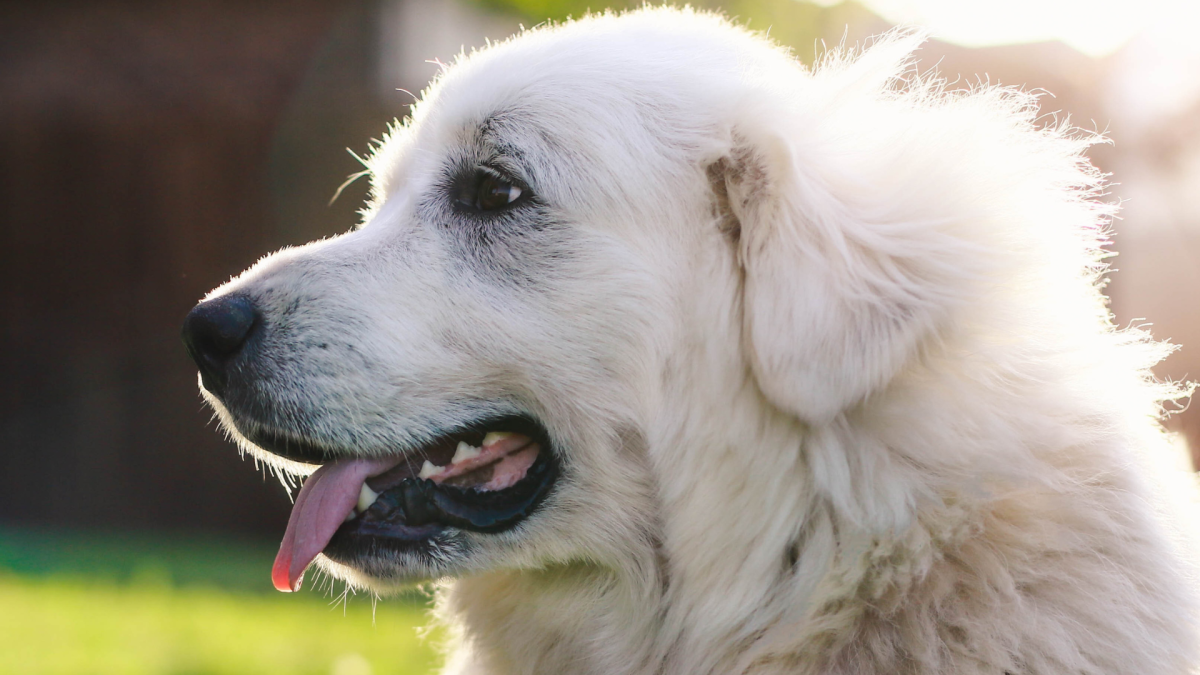 巨型犬的温柔一面：一只大白熊犬与主人牵手，引发网络热议