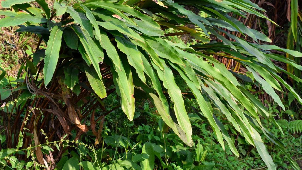 名贵香料豆蔻在家也能种植？种植指南及注意事项