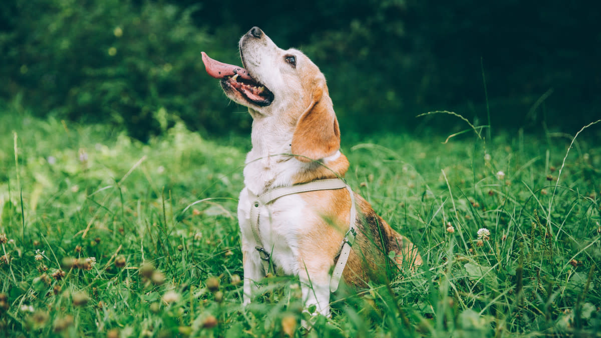 北卡罗来纳州比格犬与寄养妈妈的感人重逢：实验室比格犬的救援之路