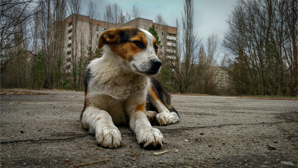 切尔诺贝利流浪犬基因组研究：辐射影响下的进化之谜