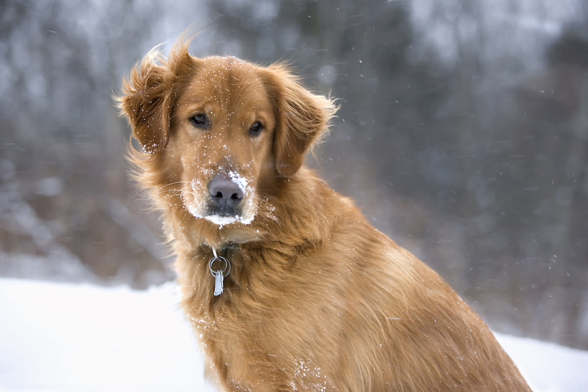 金毛寻回犬的雪地狂欢：铲雪、打滚，乐此不疲！