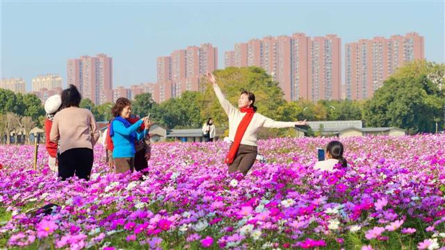 武汉 高校 格桑花海 迎冬绽放