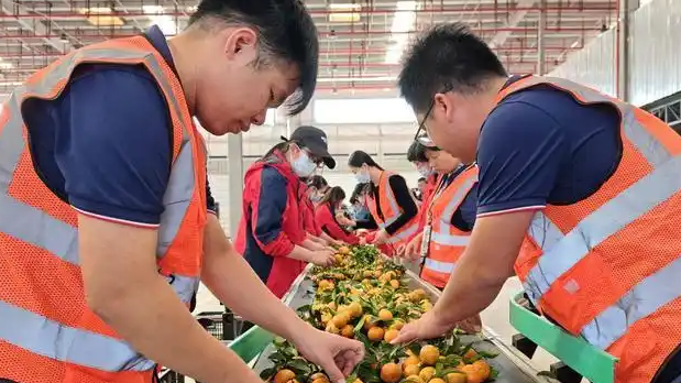 广西砂糖橘奔赴东北，续写两地甜蜜情谊