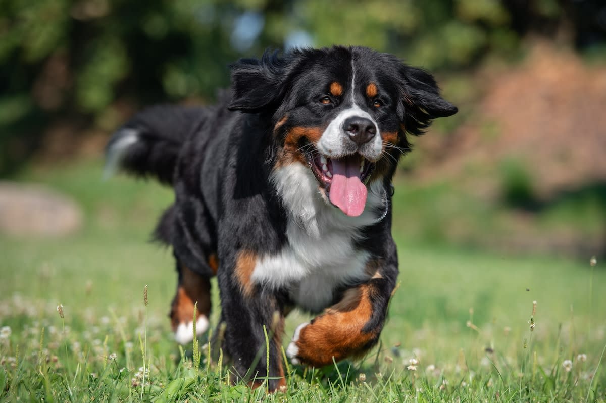 瑞士山地犬Vasco的舞蹈视频走红网络，展现犬类温顺一面