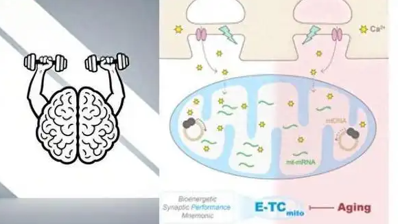 给大脑找点刺激，或能保持年轻状态