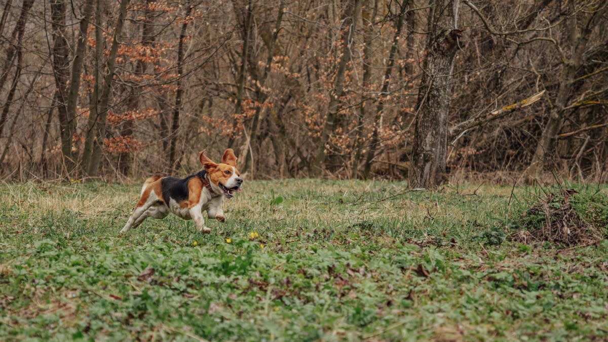 走失猎犬Havoc历险记：GPS追踪系统守护爱犬安全