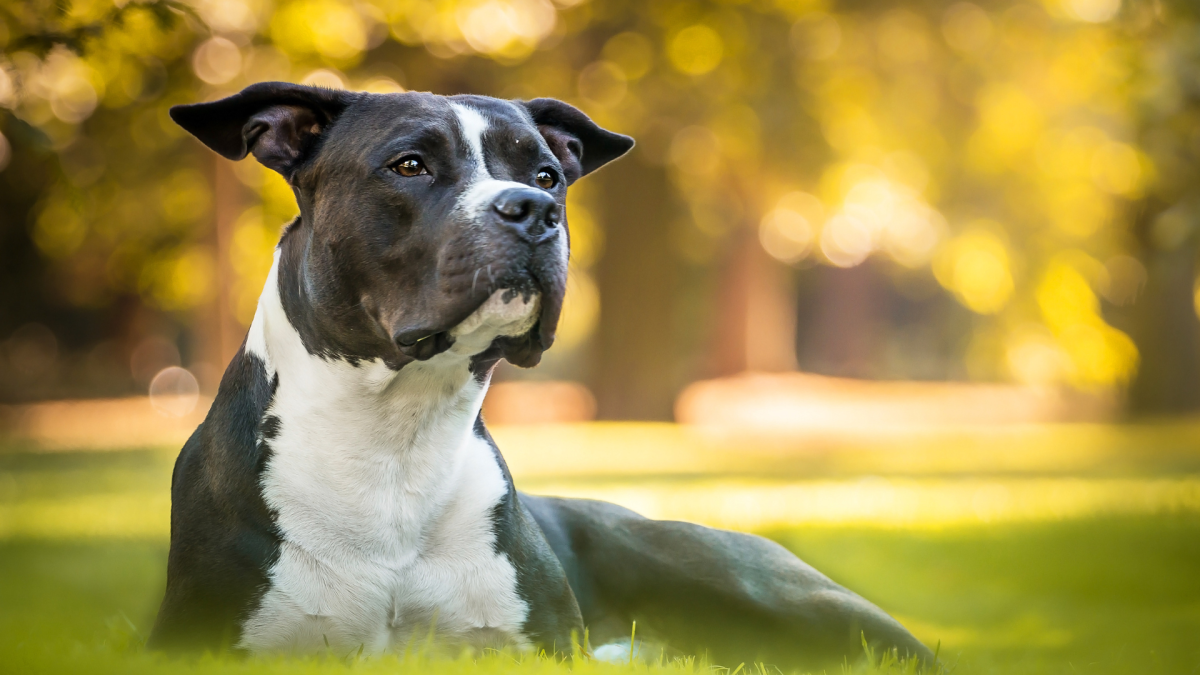 佛罗里达庇护所比特犬卡拉苦等领养，期盼找到永远的家