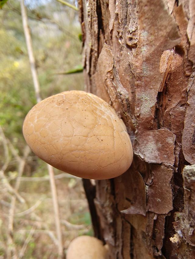 全球首现！秦岭现存珍稀新物种——隐孔菌