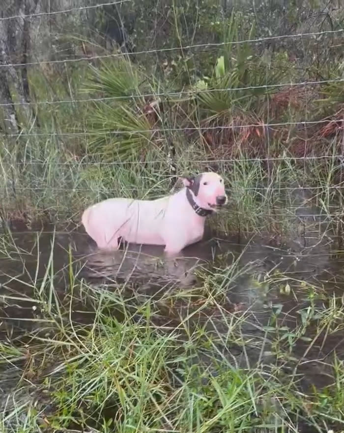 飓风中被遗弃的斗牛犬“特警”找到永远的家，虐待动物者面临审判