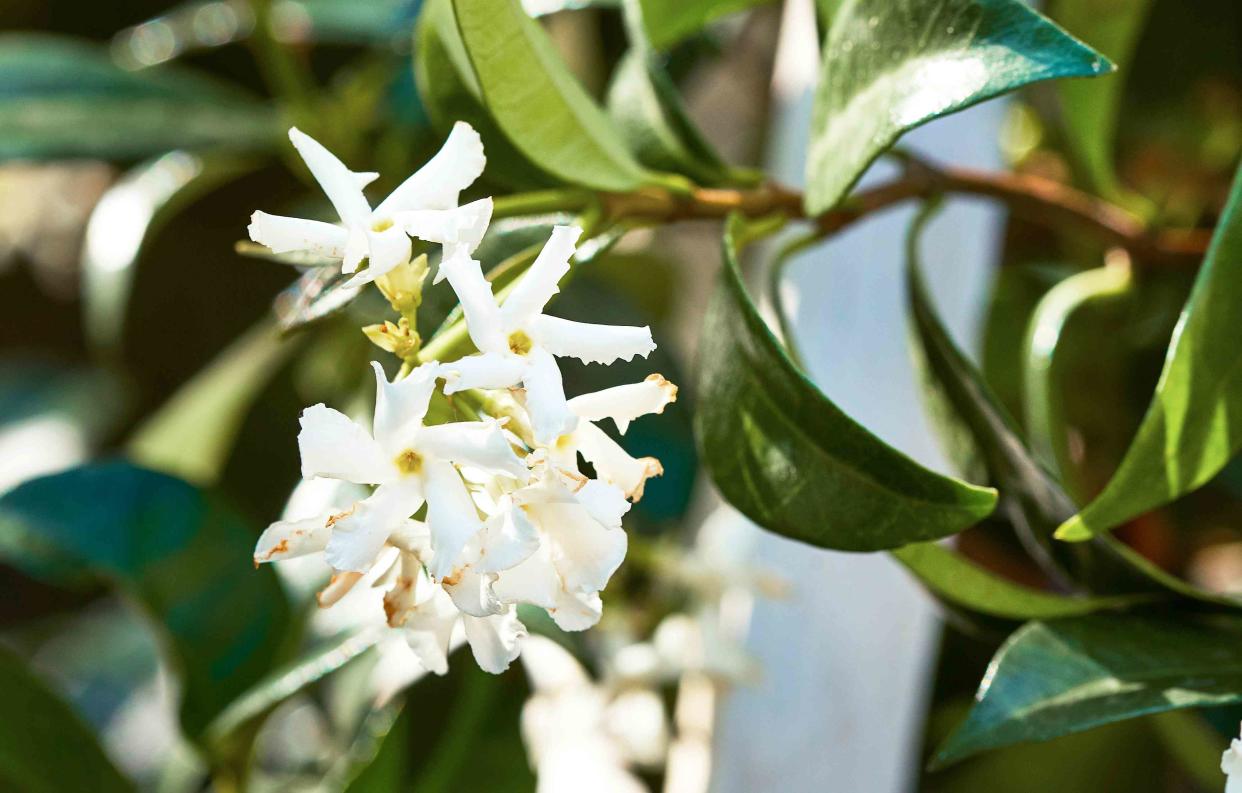 室内茉莉花种植指南：七个步骤让你在家也能享受芬芳