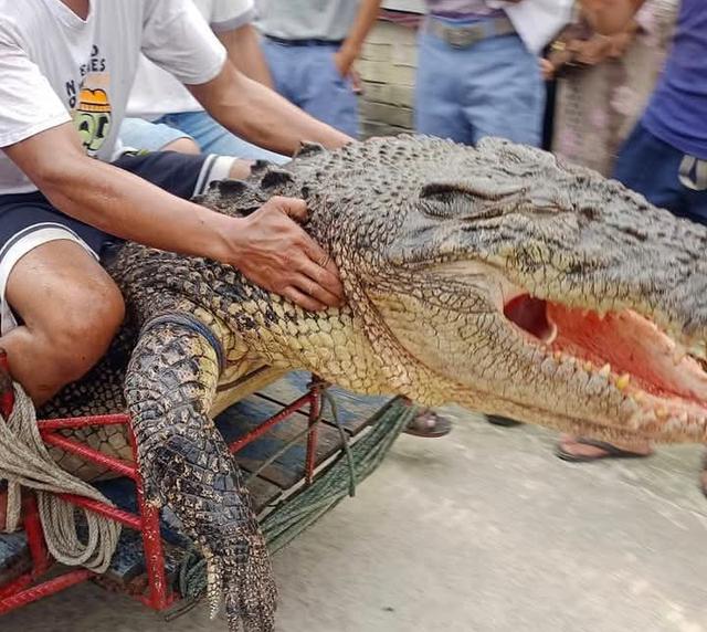 印尼妇女河畔遭巨鳄拖拽身亡